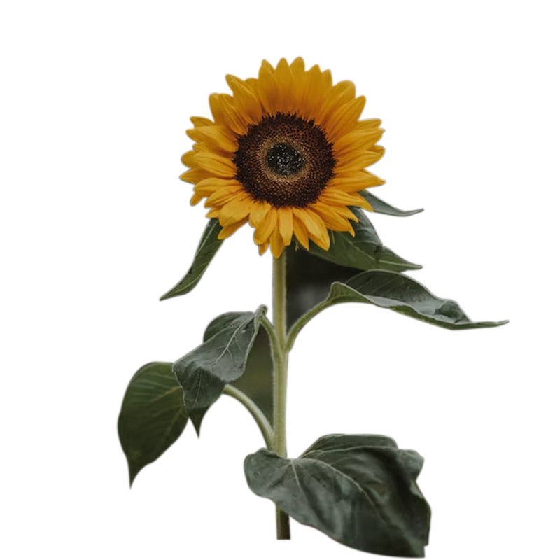 Girasol