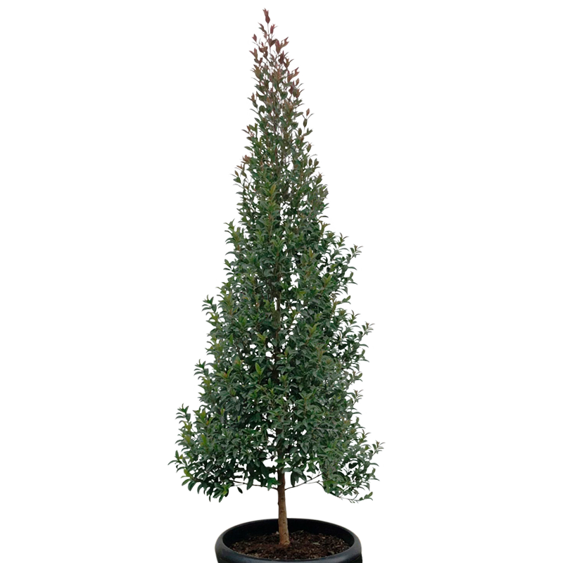 Plantas