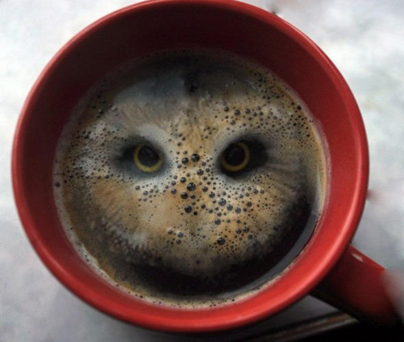 Coffee or owl? Coffee Owl owl