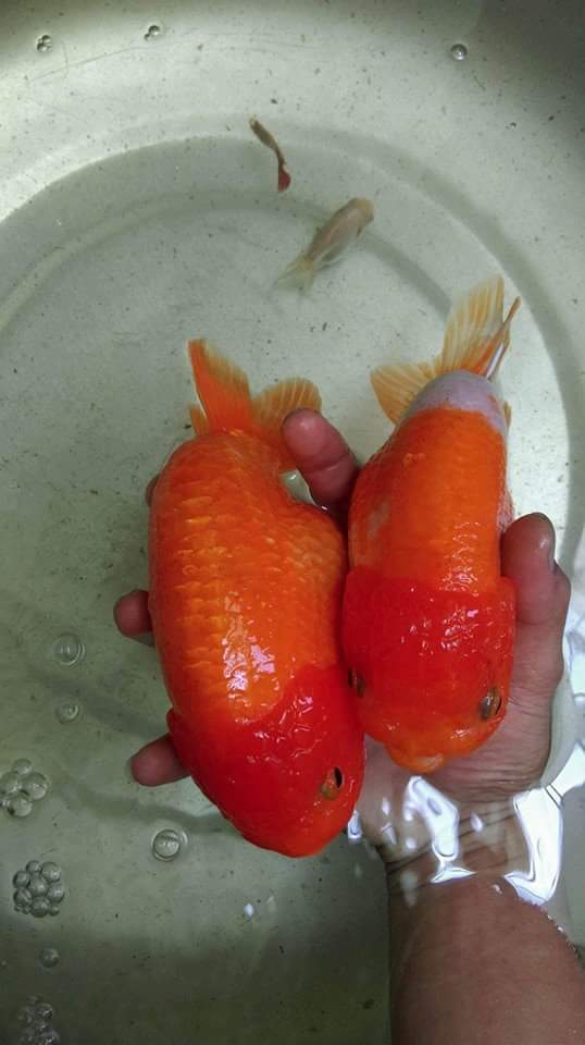 Để chứng minh xin bày cách đẻ con zai. :v Trưa nắng gắt nhớ lấy cái thau đổ nước vào để ngoài...