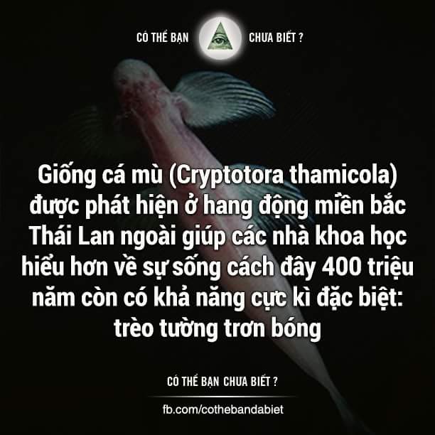 Loài cá được gọi tên là Cryptotora thamicola, có thể đi bộ và trèo núi đá cao một cách thoải...