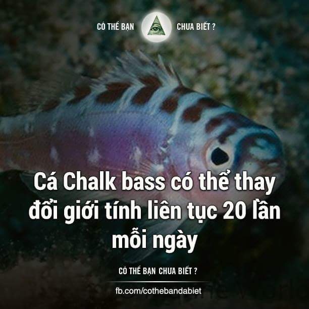 Đây là cá Chalk Bass, loài cá chỉ sống theo cặp một vợ một chồng. Chúng có thể chuyển đổi giới...