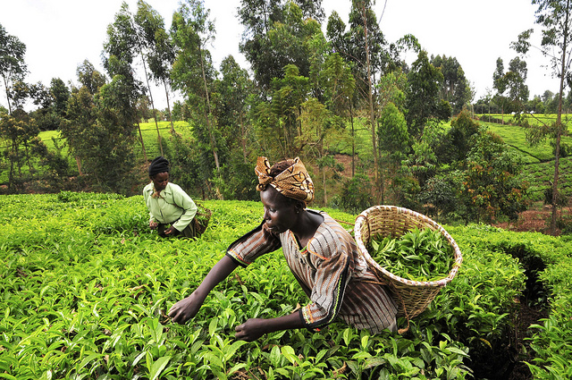 Digital Finance and the Future of Farming