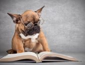 Собака в очках читает книгу