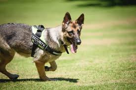 Dog Security Services
