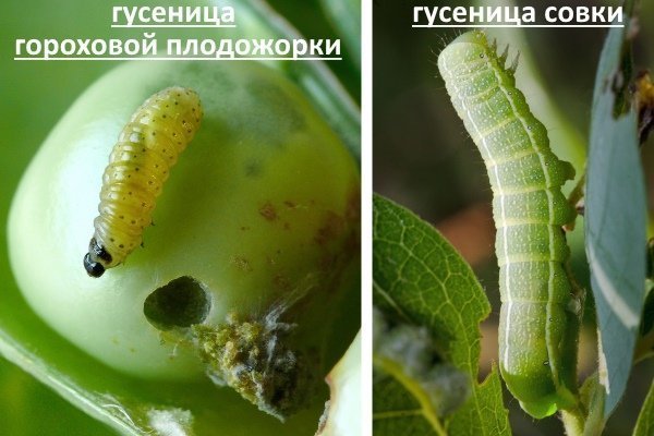 Гусеницы