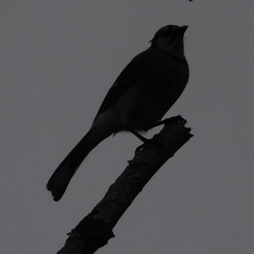 n8_pf807h