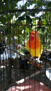 love bird