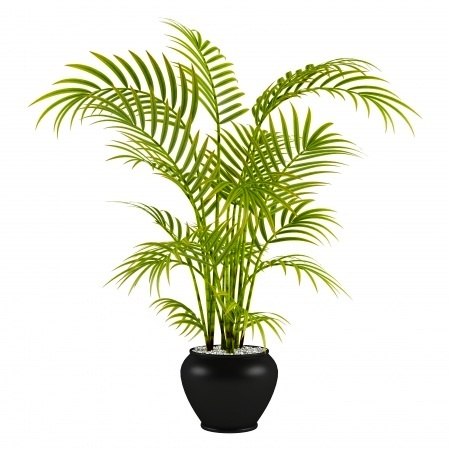 Pictures of house palm plants Pictures of house palm plants
