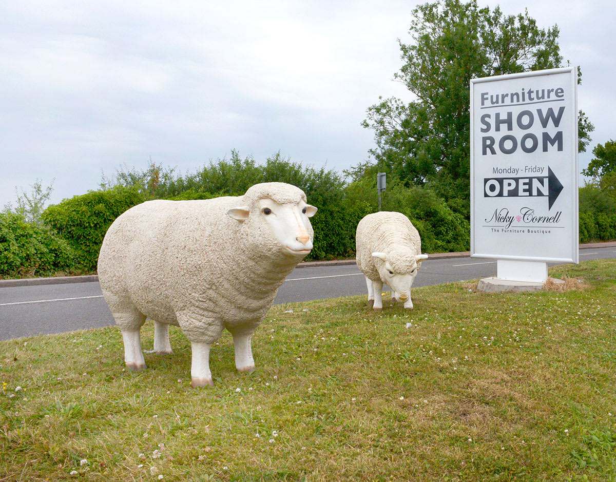 Grazing Sheep