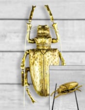 Large Gold Beetle Wall Decor (to be bought in qtys of 2)