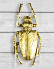 Large Gold Beetle Wall Decor (to be bought in qtys of 2)