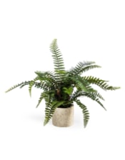 Ornamental Potted Fern Plant (to be bought in qtys of 2)