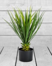 Ornamental Potted Yucca Plant (to be bought in qtys of 2)