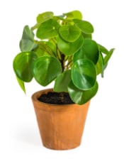 Ornamental Pilea/Money Plant in Terracotta Pot (to be bought in qtys of 6)