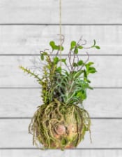 Ornamental Hanging Moss Ball with Plants (to be bought in qtys of 6)