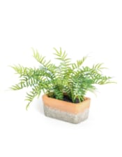 Ornamental Potted Fern Plant in Terracotta Pot (to be bought in qtys of 4)