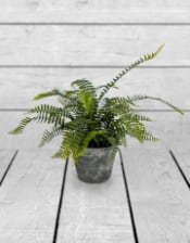 Ornamental Potted Fern Plant in Concrete Pot (to be bought in qtys of 4)