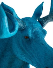 Electric Blue Moose Wall Head