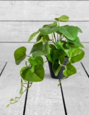 Ornamental Pilea/Money Plant in Black Pot (to be bought in qtys of 4)