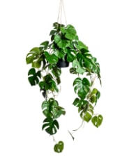 Ornamental Hanging Monstera Vine in Black Pot (to be bought in qtys of 6)