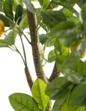 Large Ornamental Potted Lemon Tree