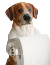 Helpful Hound Toilet Roll Holder