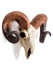 "Natural" Ram Skull Wall Head