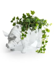 Extra Large Bright White Pig Planter