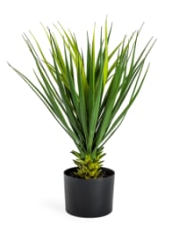 Ornamental Potted Yucca Plant (to be bought in qtys of 2)