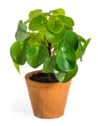 Ornamental Pilea/Money Plant in Terracotta Pot (to be bought in qtys of 6)