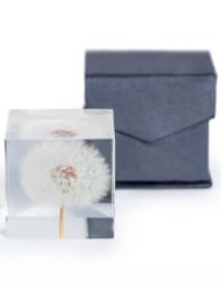 Square Acrylic Glass Real Dandelion Paperweight with Gift Box