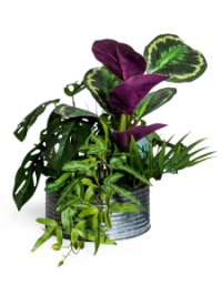 Ornamental Tropical Plant Arrangement in Tin Pot (to be bought in qtys of 4)
