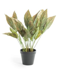 Ornamental Potted Pink Leaf Calathea Plant (to be bought in qtys of 6)