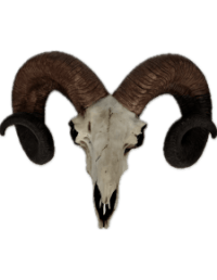 "Natural" Ram Skull Wall Head