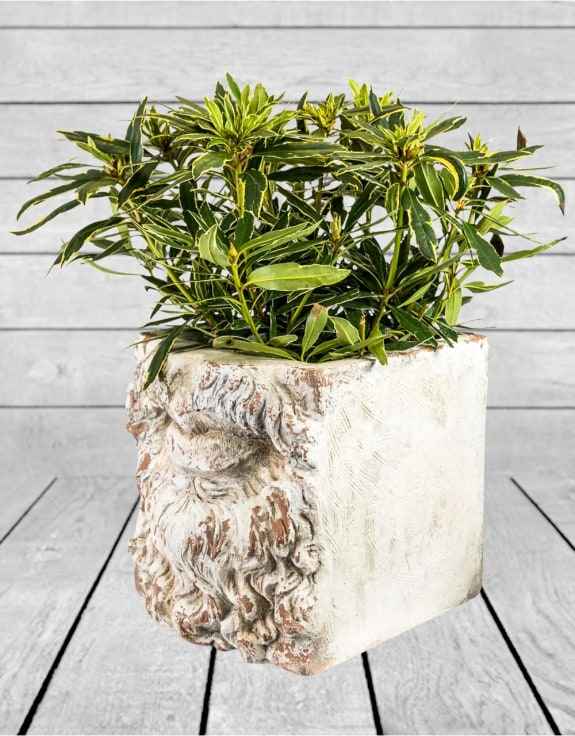 Large Rustic Stone Effect Classical Mouth Planter