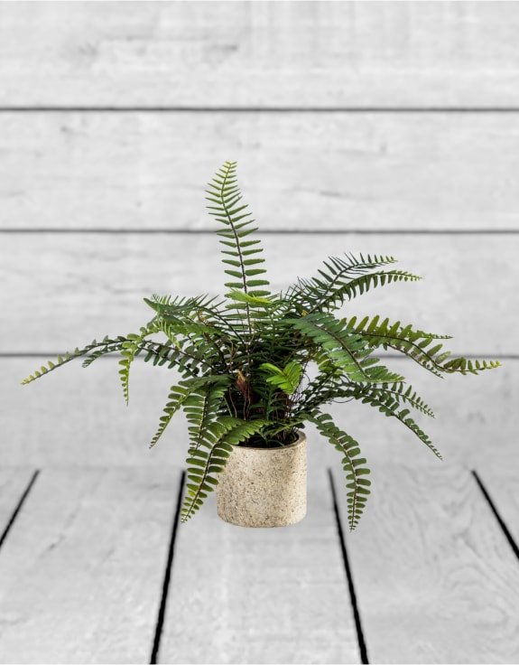 Ornamental Potted Fern Plant (to be bought in qtys of 2)