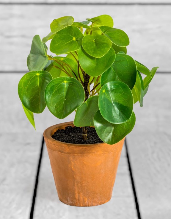 Ornamental Pilea/Money Plant in Terracotta Pot (to be bought in qtys of 6)