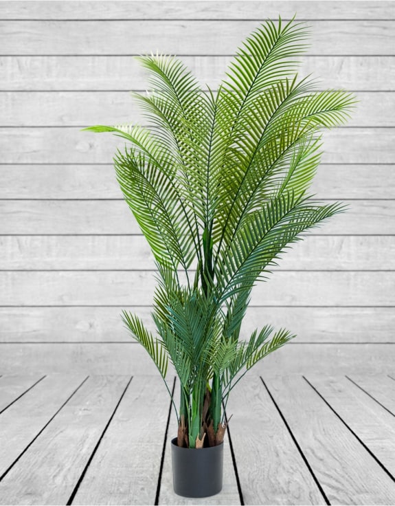 Large Ornamental Palm Tree in Black Pot