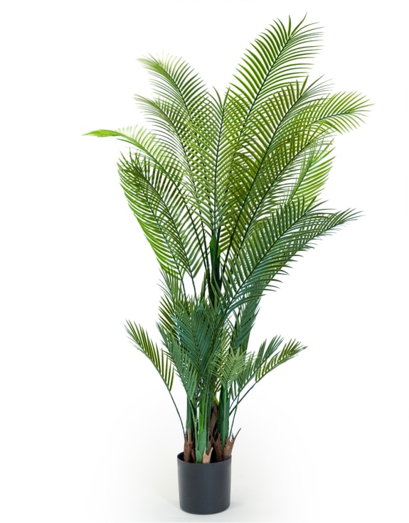 Large Ornamental Palm Tree in Black Pot