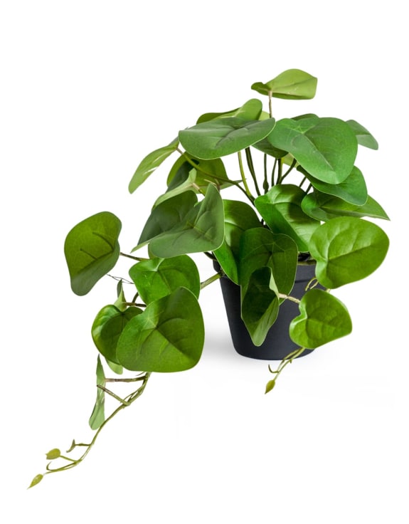 Ornamental Pilea/Money Plant in Black Pot (to be bought in qtys of 4)