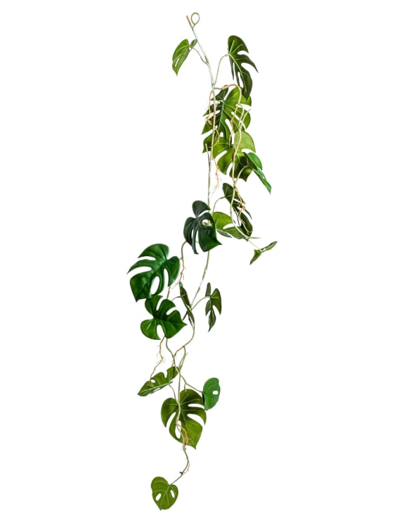 Ornamental Hanging Monstera Leaf Vine (to be bought in qtys of 12)