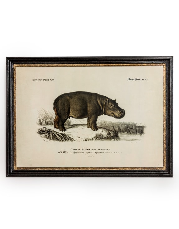 Vintage Hippo Print w/ Black & Gold Frame