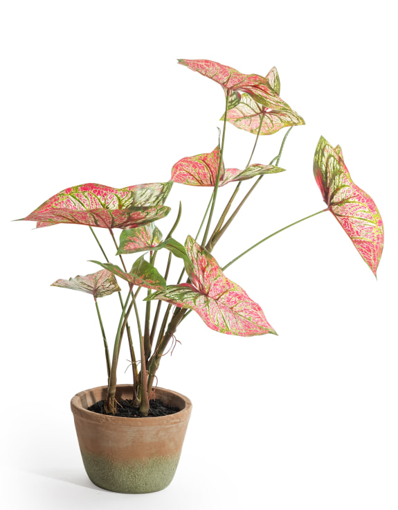 Ornamental Potted Caladium Plant (to be bought in qtys of 4)