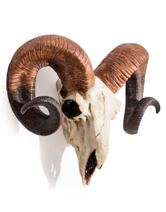 "Natural" Ram Skull Wall Head