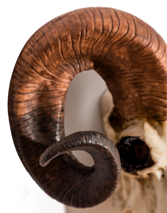 "Natural" Ram Skull Wall Head