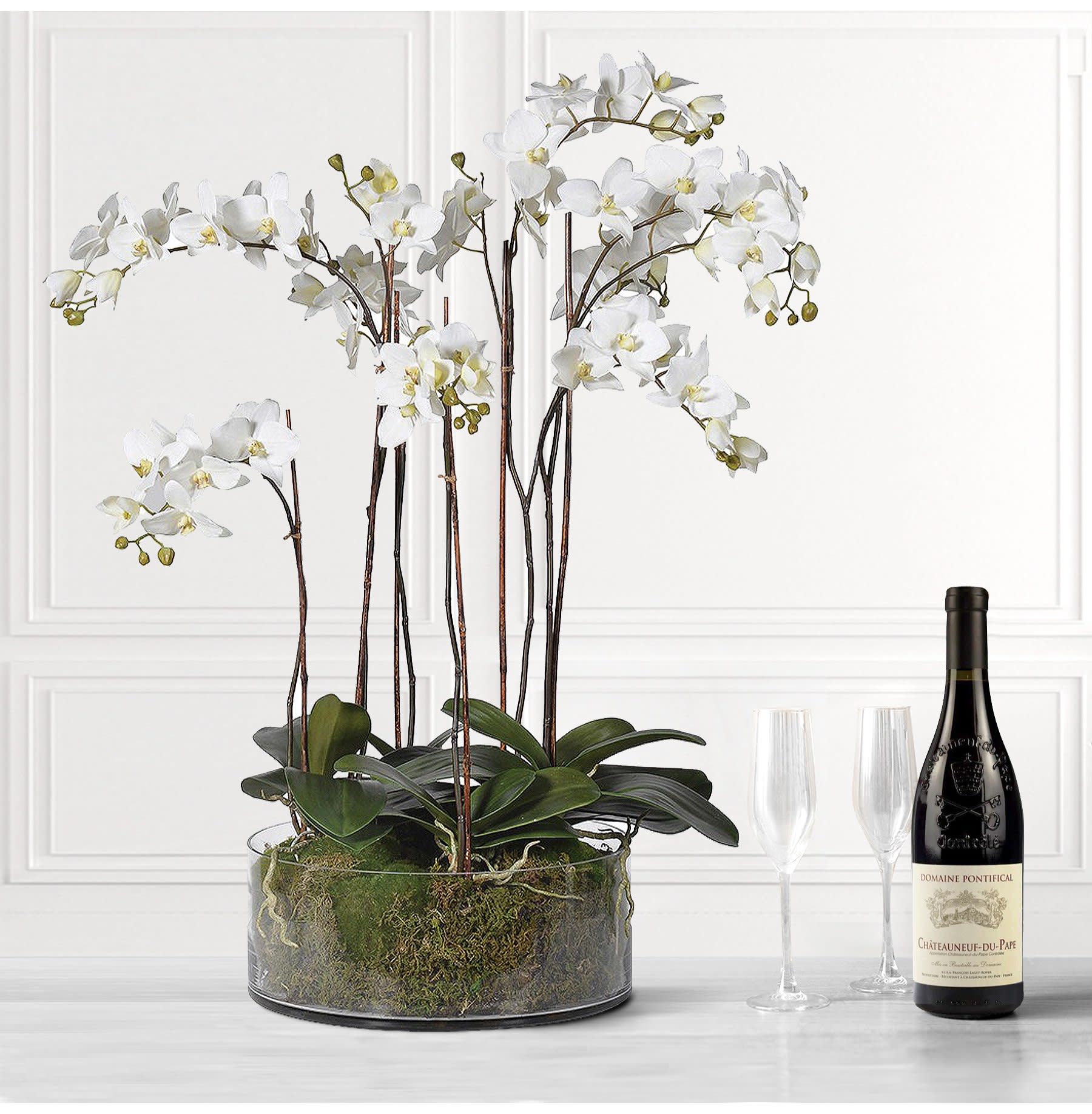 White Orchid Pretty Phalaenopsis Plants with Moss in Shallow Glass Cylinder Bowl