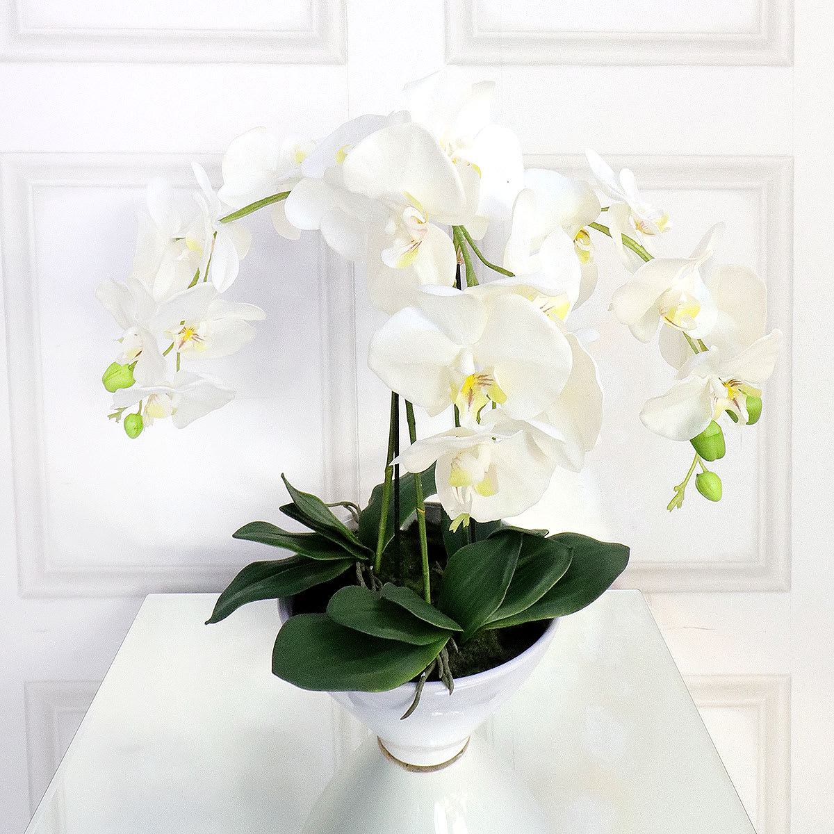 White Orchid Phalaenopsis Plants in White Ceramic Pot