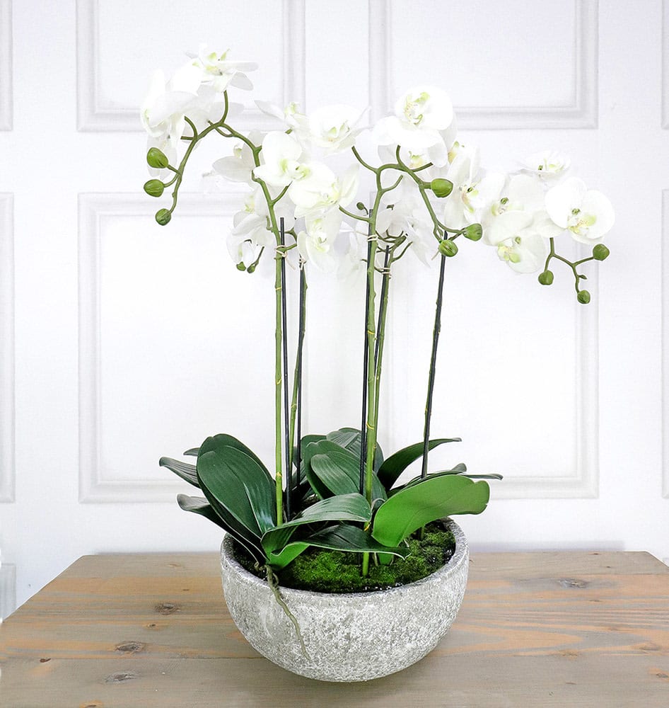 White Orchid Phalaenopsis Plants in Stone-Look Bowl