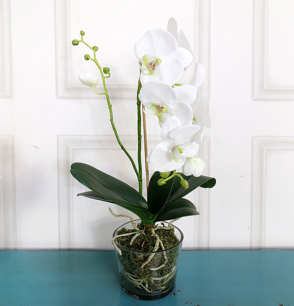 White Orchid Phalaenopsis Plant with Moss in Glass Pot Shaped Bowl